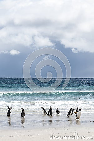 Falkland Islands - Landscape And Penguins On The Beach