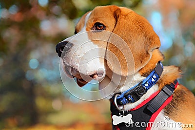 Fall Beagle dog