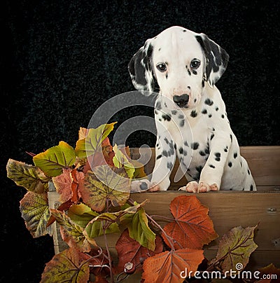 Fall Dalmatian Puppy