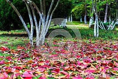 Fallen leaves at Xixi Wetland Park in Hangzhou