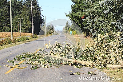 Fallen Tree Branch Blocks Road