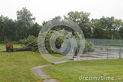Fallen tree damaged power lines in the aftermath of severe weather and tornado in Ulster County, New York