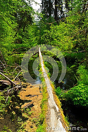 Fallen tree, Hoh Rainforest, Olympic National Park