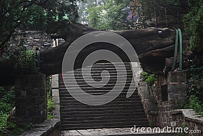 Falling tree above staircase in park of Taishan
