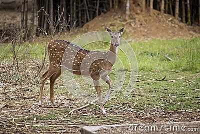 Fallow deer