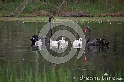 Family of australian black swans