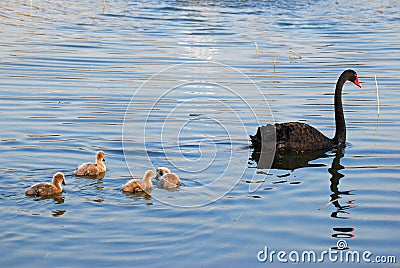 Family of black swan