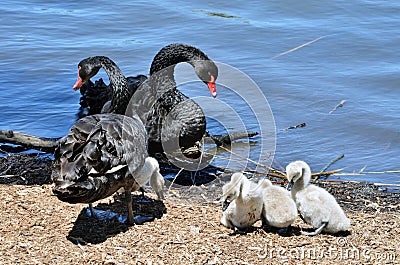 Family of black swans with signets by the river