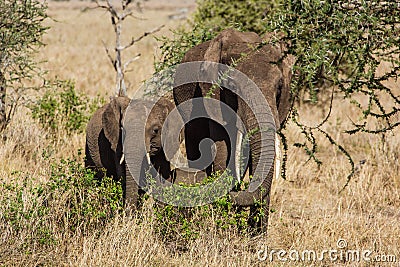 Family of elephants standing
