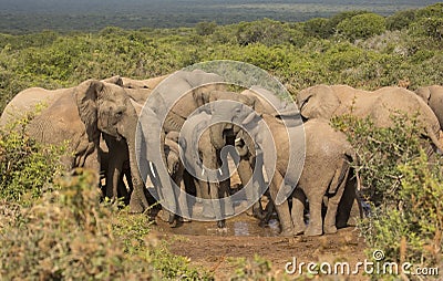 Family of elephants at water hole