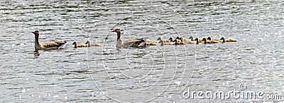 Family of geese on lake