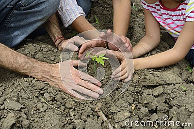 Family of organic farmers planting seedling