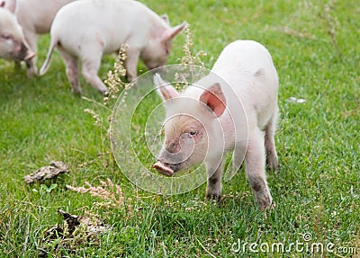 Family of pigs