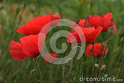 Family of red poppies