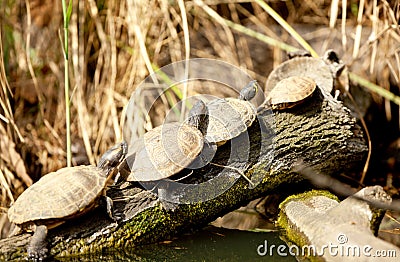 Family of terrapin turtles in their natural habitat