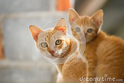 Family thai cat