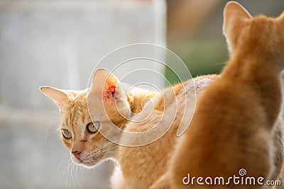 Family thai cat