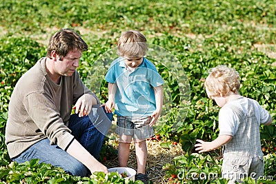 Family of three: father and twins boys on organic strawberry far