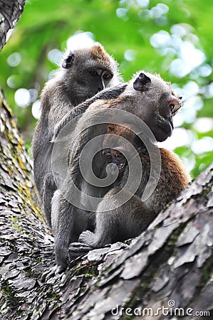 Family Time for a Monkey Family