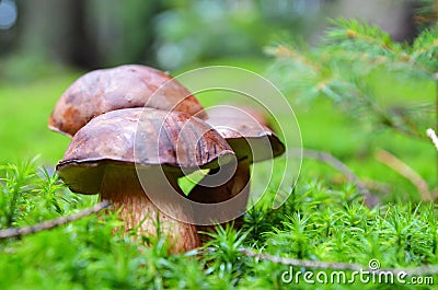 Family of tree Mushrooms in the moss