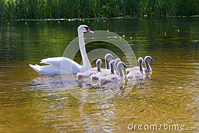 Family of white swans