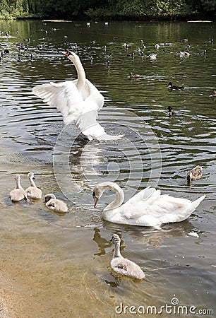 Family of white swans with fledglings