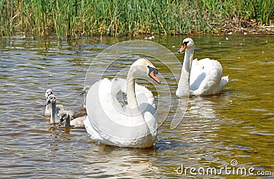 Family of white swans on a lake