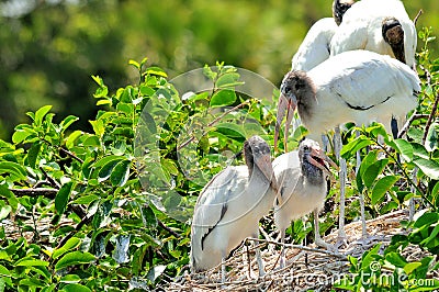Family of white wood storks in wetlands