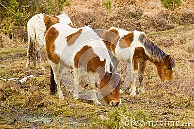 A Family of wild new forest ponies