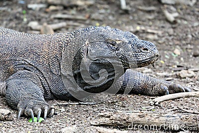 Famous dragon lizard, Komodo Island (Indonesia)