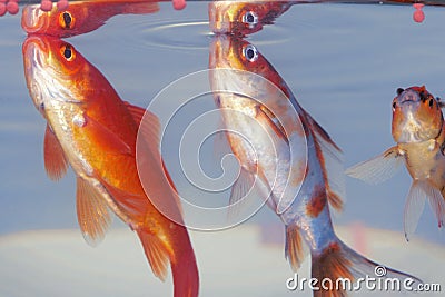 Fancy Carp Royalty Free Stock Images - 
