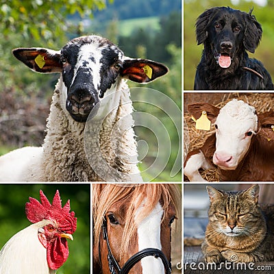Farm animals - Collage