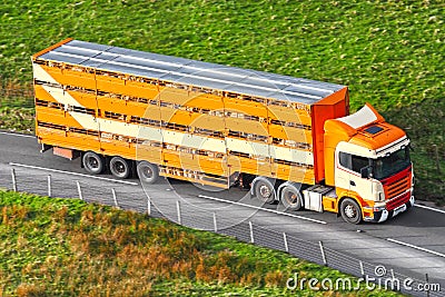 Farm animals livestock in lorry transport