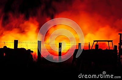 Farm animals trapped by wild Australian bushfire