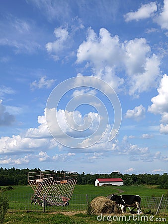 Farm: big sky barn and cow close