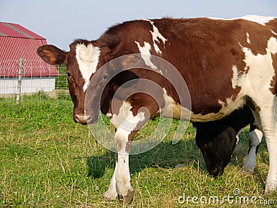 Farm: brown cow standing