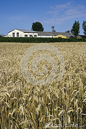 Farm buildings and wheat field