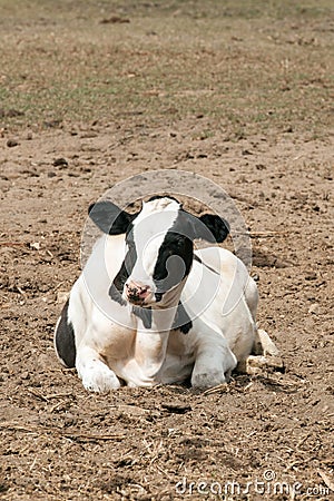 Farm cow in the field