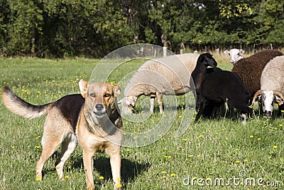 Farm Dog Guarding Herd of Sheep