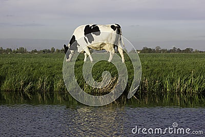 Farm dutch cows with blue and green background