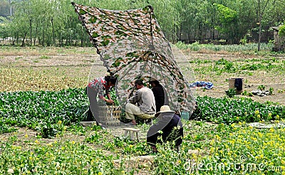 Pengzhou, China: Farm Family Harvesting Spinach