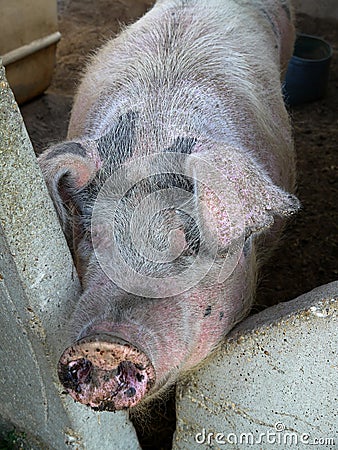 Farm: feed the pig