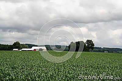 Farm House with Barn on Hill and Open Green Field.