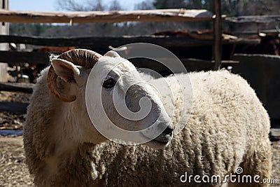 Farm: merino sheep side head