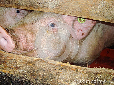 Farm pig