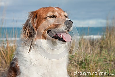 Farm sheep dog on a grassy sand dune track