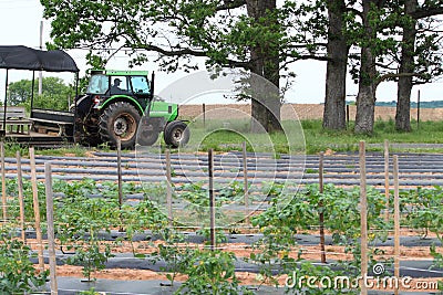 Farm Truck in Field