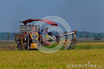 Farm worker harvesting rice