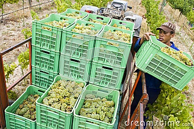 Farm worker loading crates of harvested grapes