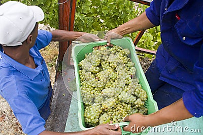 Farm workers harvesting green grapes